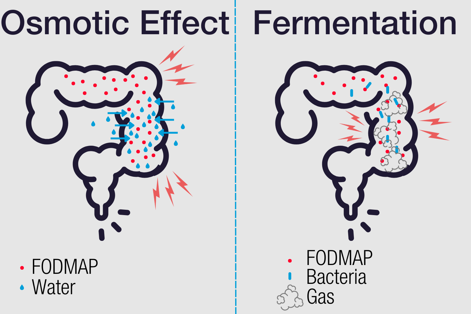 Diagramm, das zeigt, wie FODMAPs Wasser in den Darm ziehen und Darmbakterien durch die Fermentation von FODMAPs Gas freisetzen