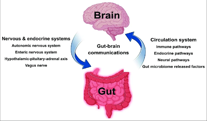 Diagram illustrating the bidirectional nervous system communication between the human brain and the enteric nervous system of the gut